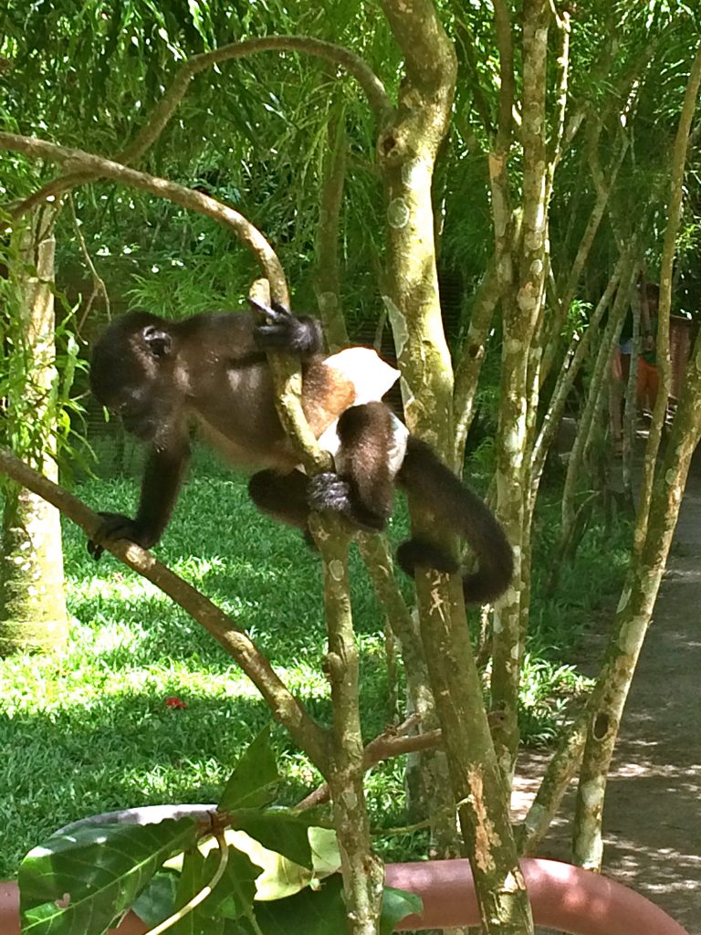 Baby Monkey Jaguar Rescue Centre Puerto Viejo Costa Rica