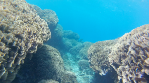 Coral and Fish Diving Utila Honduras