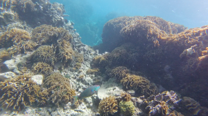 Coral and Fish Diving Utila Honduras