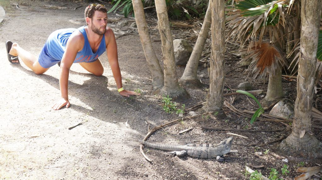 Iguana Tulum Ruins Tulum Mexico