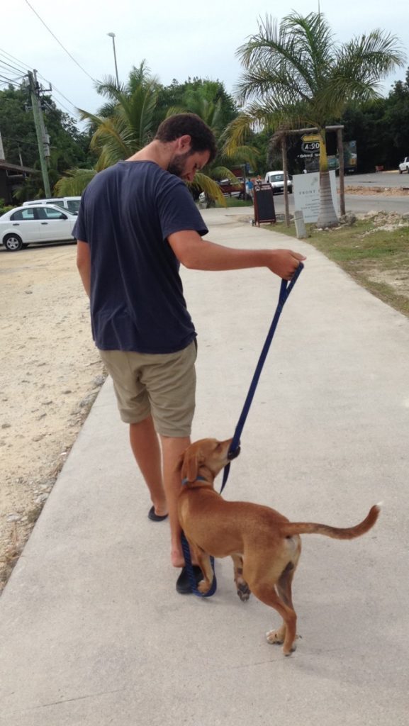 Dog Tulum Mexico