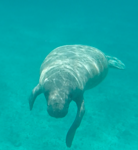 Manatee Snorkelling Caye Caulker Belize