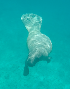 Manatee Snorkelling Caye Caulker Belize