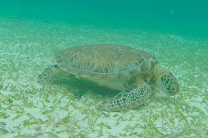 Turtle Snorkelling Caye Caulker Belize