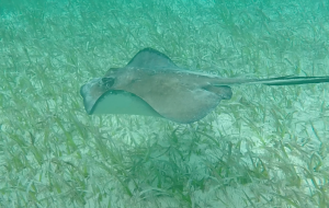 Manta Ray Snorkelling Caye Caulker Belize