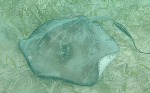 Manta Ray Snorkelling Caye Caulker Belize