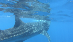 Whale Shark Swimming with Whale Sharks Isla Mujeres Mexico