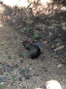 Capybara Jungle Palace Palenque Mexico