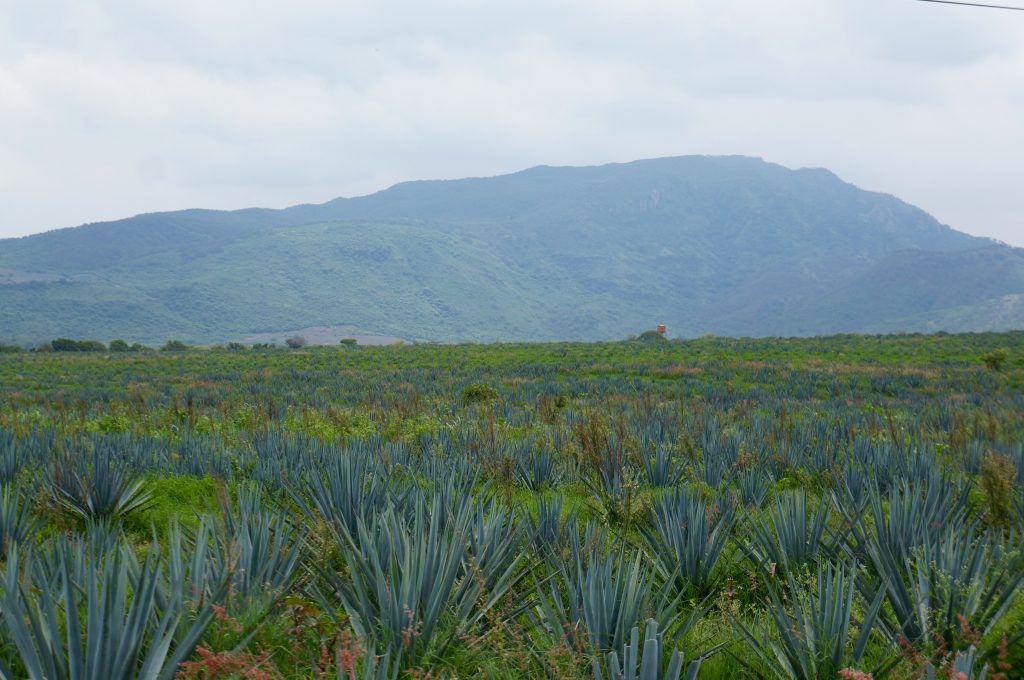 Agave Cactus Tequila Region Guadalajara Mexico