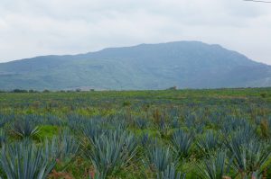 Agave Cactus Tequila Region Guadalajara Mexico