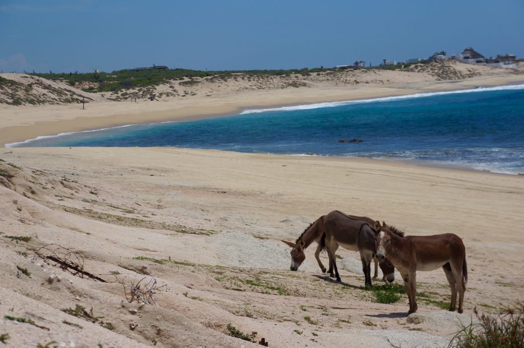 Donkeys at Beach La Paz Baja Peninsula Mexico