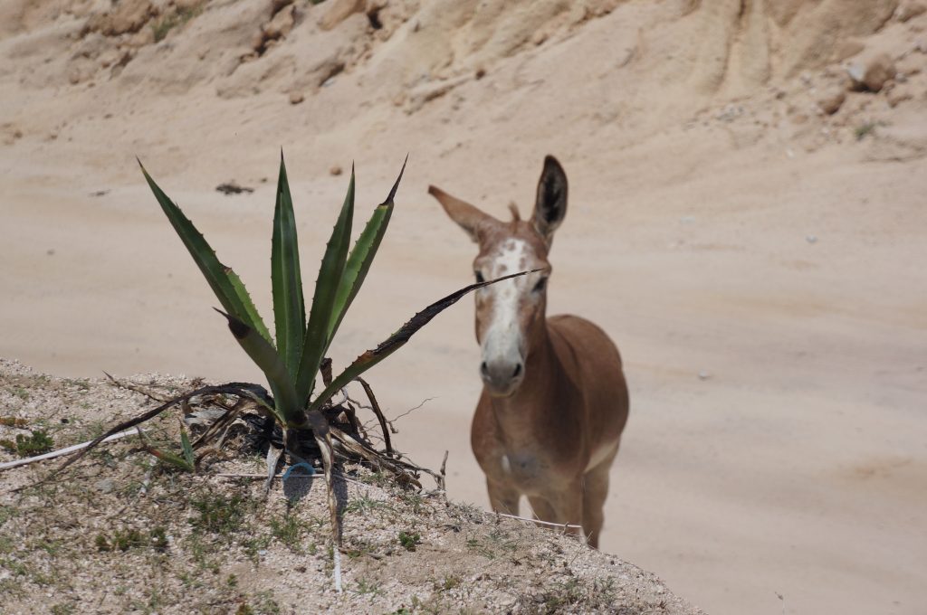 Donkey at Beach La Paz Baja Peninsula Mexico