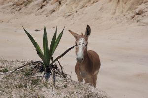 Donkey at Beach La Paz Baja Peninsula Mexico