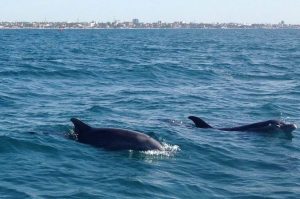 Dolphins Sea of Cortez La Paz Baja Peninsula Mexico