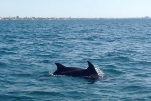 Dolphins Sea of Cortez La Paz Baja Peninsula Mexico