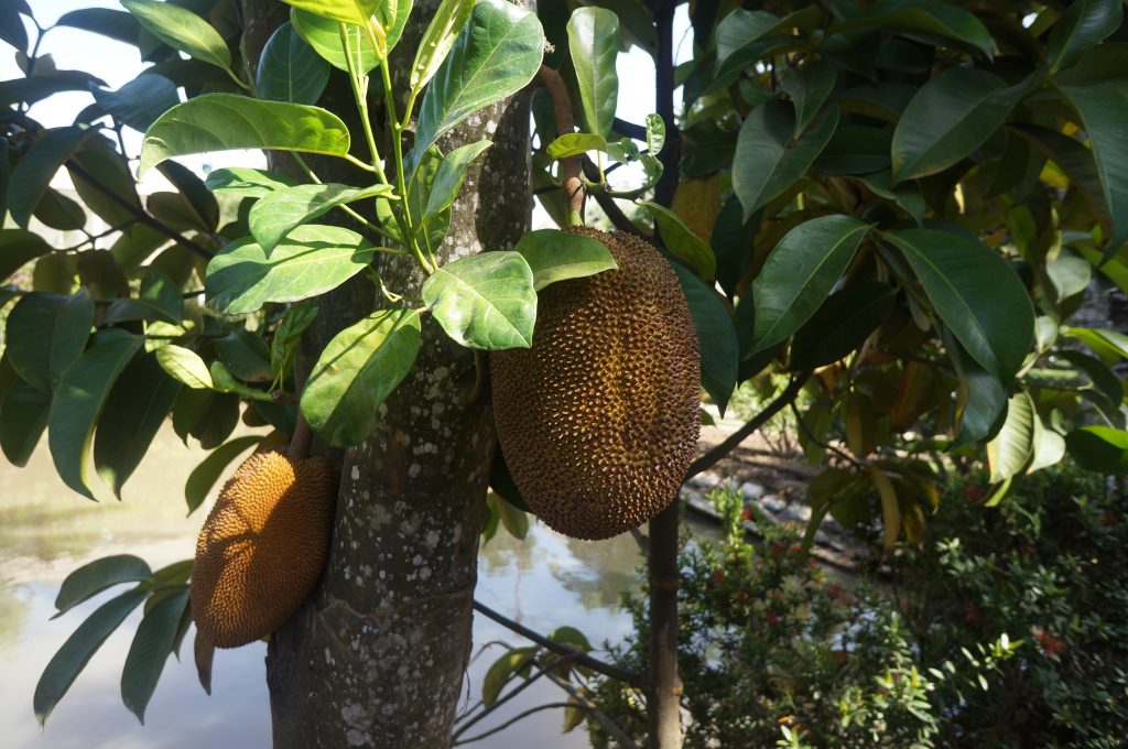 Durian Mekong Delta Ho Chi Minh City Vietnam