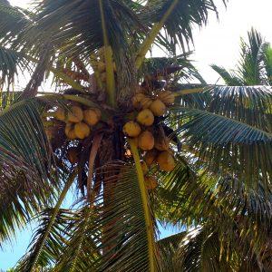 Coconuts Lalomanu Upolu Island Samoa