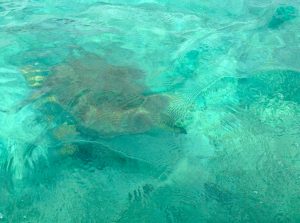 Turtle Namua Island Beach off Upolu Island Samoa