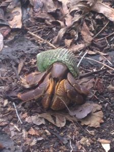 Crab Namua Island off Upolu Island Samoa