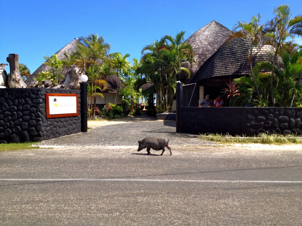 Pig Savai'i Island Samoa