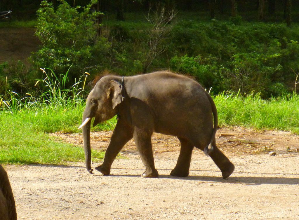 Elephant Mae Taeng Chiang Mai Thailand