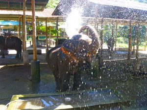 Elephant Mae Taeng Chiang Mai Thailand