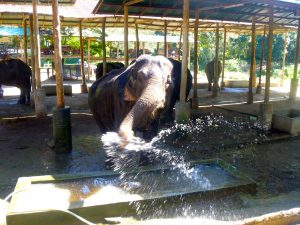 Elephant Mae Taeng Chiang Mai Thailand