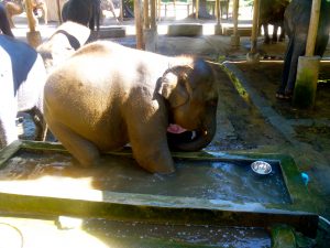 Elephant Mae Taeng Chiang Mai Thailand