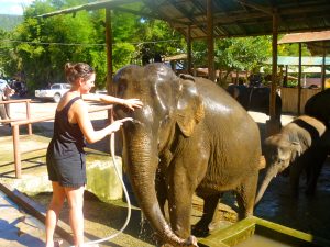 Elephant Mae Taeng Chiang Mai Thailand