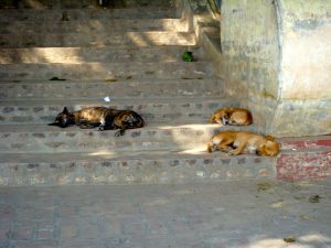 Dogs Mandalay Myanmar Burma