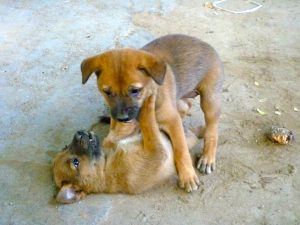 Puppies Mandalay Myanmar Burma