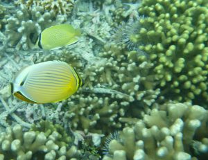 Snorkelling Lalomanu Upolu Island Samoa