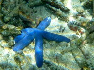 Snorkelling Lalomanu Upolu Island Samoa