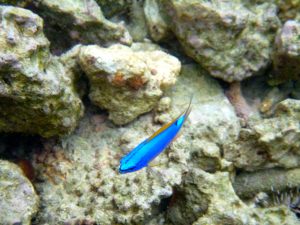 Snorkelling Lalomanu Upolu Island Samoa