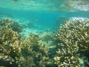 Snorkelling Lalomanu Upolu Island Samoa