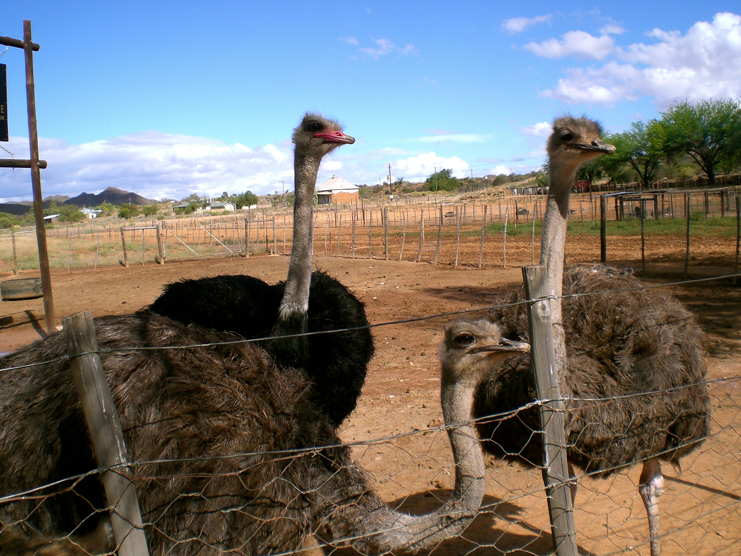 Ostrich Farm Oudtshoorn South Africa