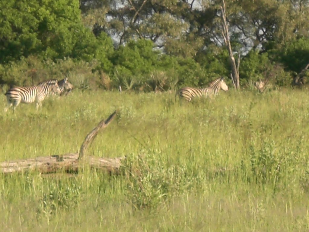 Zebra Okavango Delta Botswana Africa