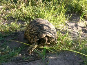 Tortoise Okavango Delta Botswana Africa