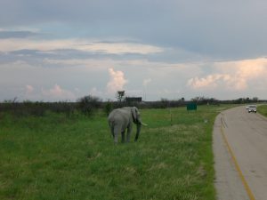 Elephant Botswana Africa