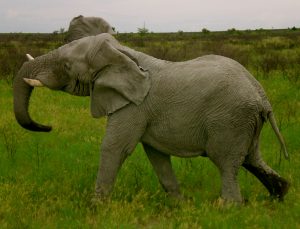 Elephant Botswana Africa