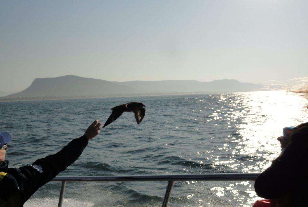 Shark Cage Diving Cape Town South Africa