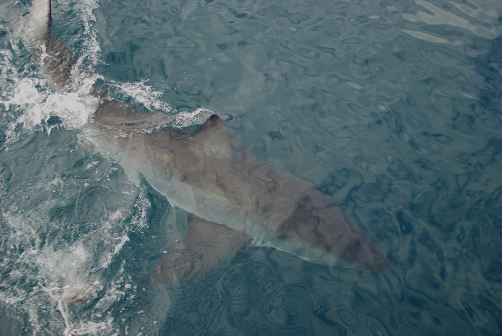 Shark Cage Diving South Africa