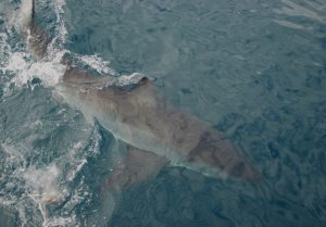 Shark Cage Diving South Africa