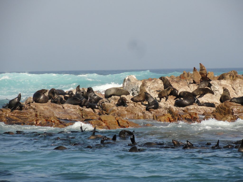 Seal Island Shark Cage Diving Cape Town South Africa