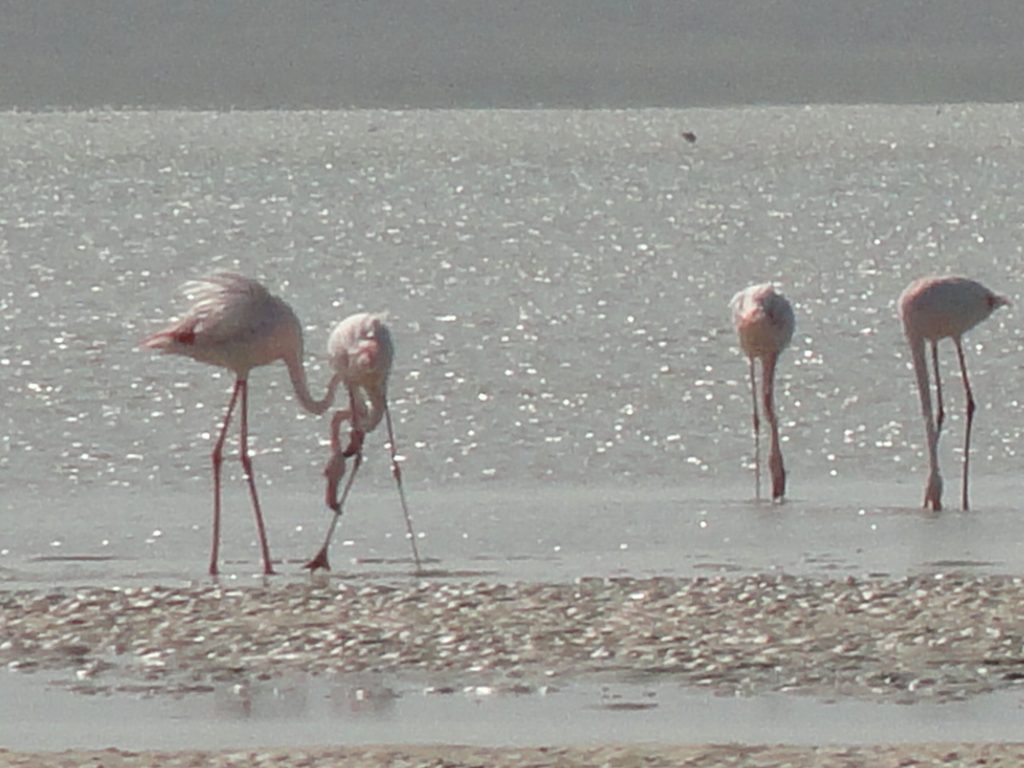 Flamingos West Coast National Park Western Cape South Africa