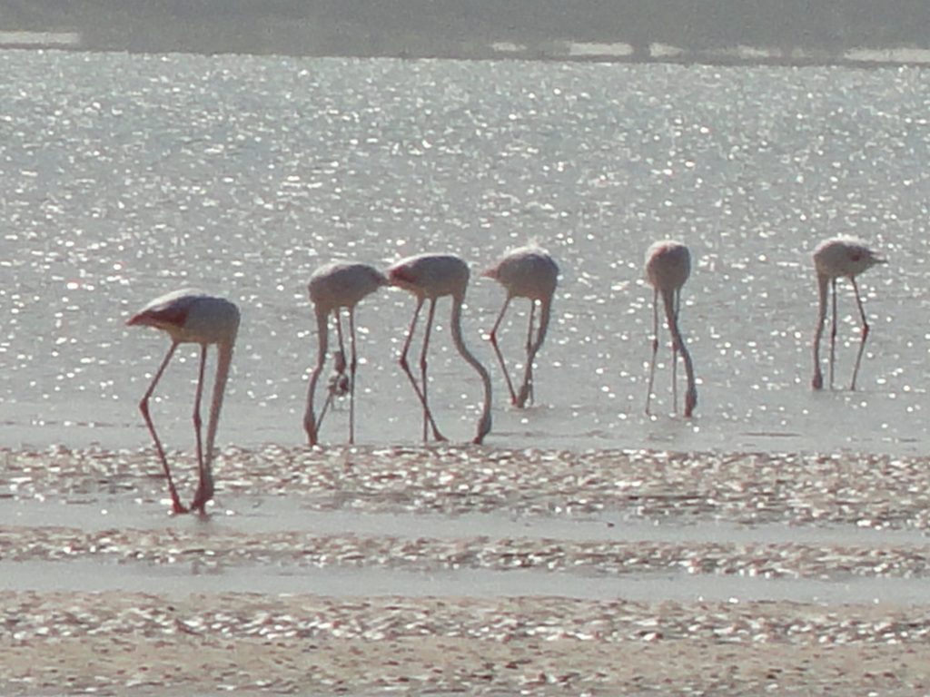 Flamingos West Coast National Park Western Cape South Africa