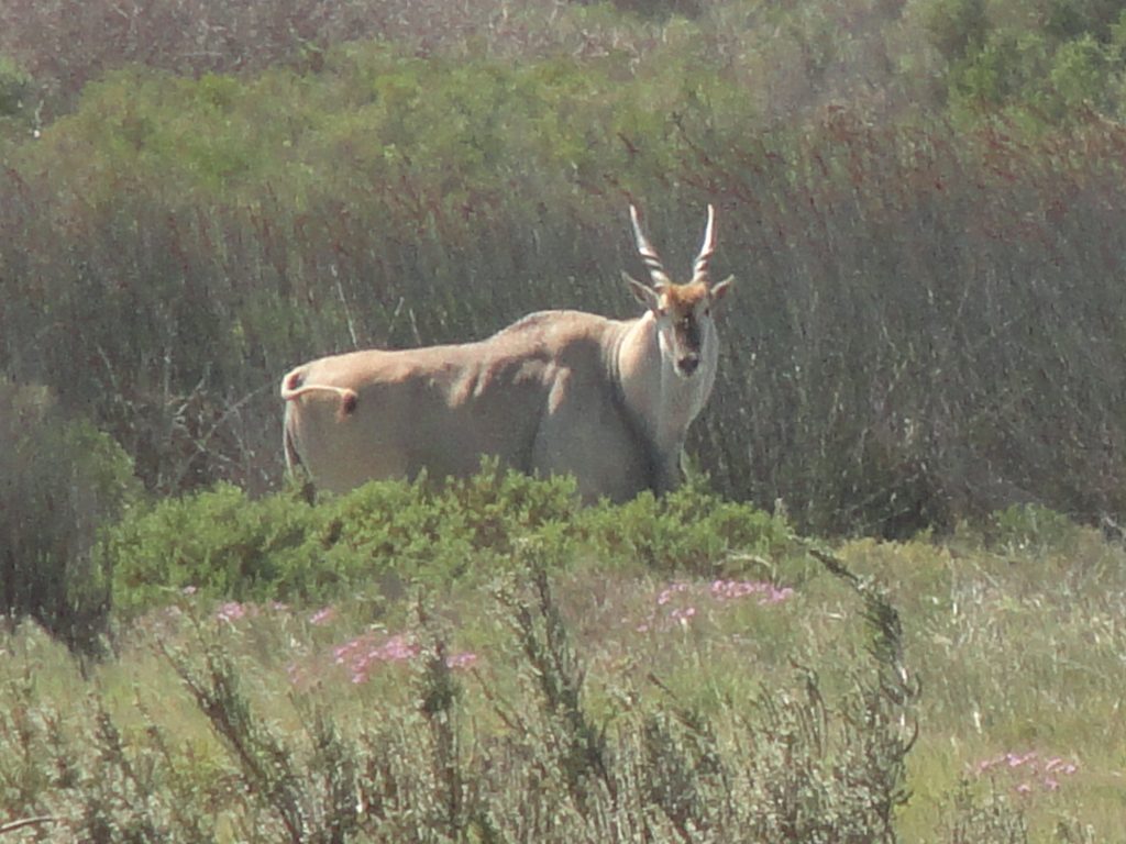 Eland West Coast National Park Western Cape South Africa