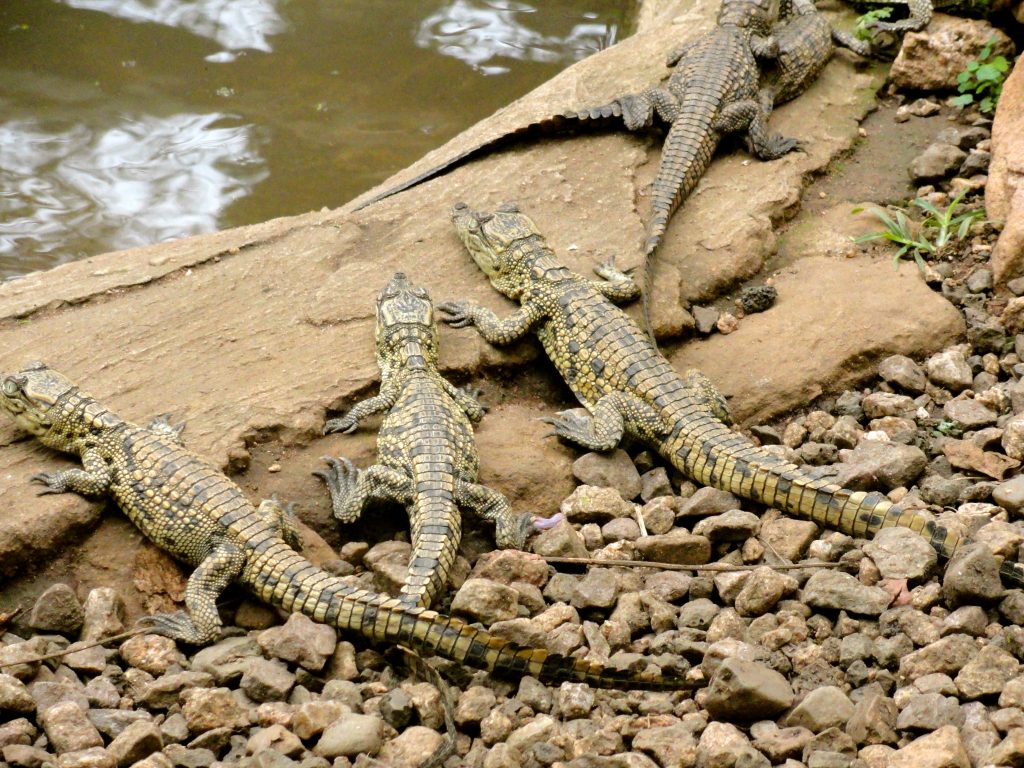 Baby Crocodiles Croc and Snake Park Kwa Zulu Natal South Africa