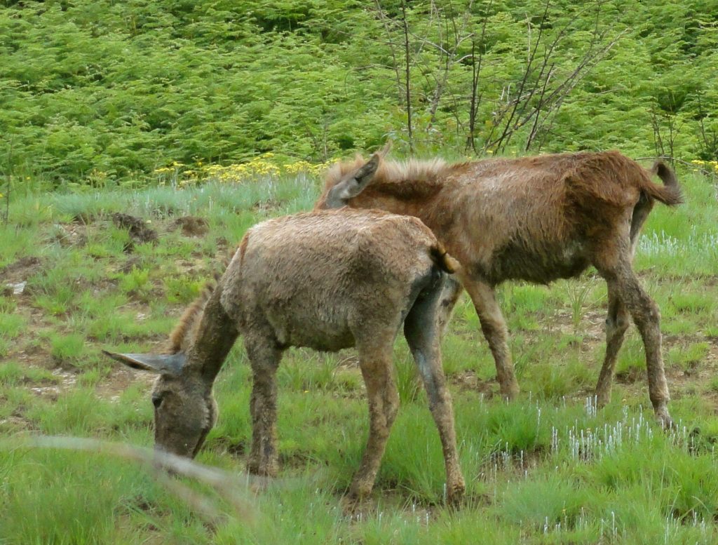 Donkeys Sani Pass Lesotho Africa