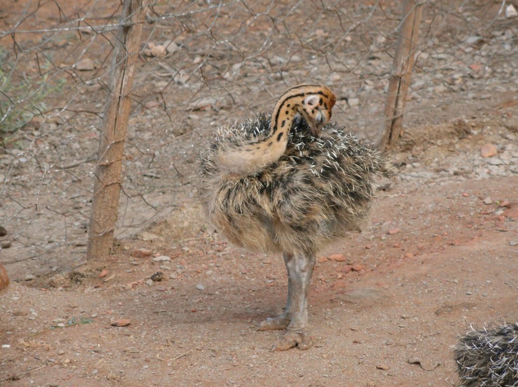 Ostrich Farm Oudtshoorn South Africa